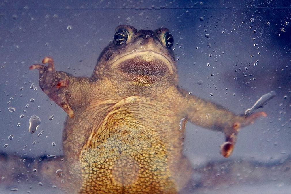 Toad