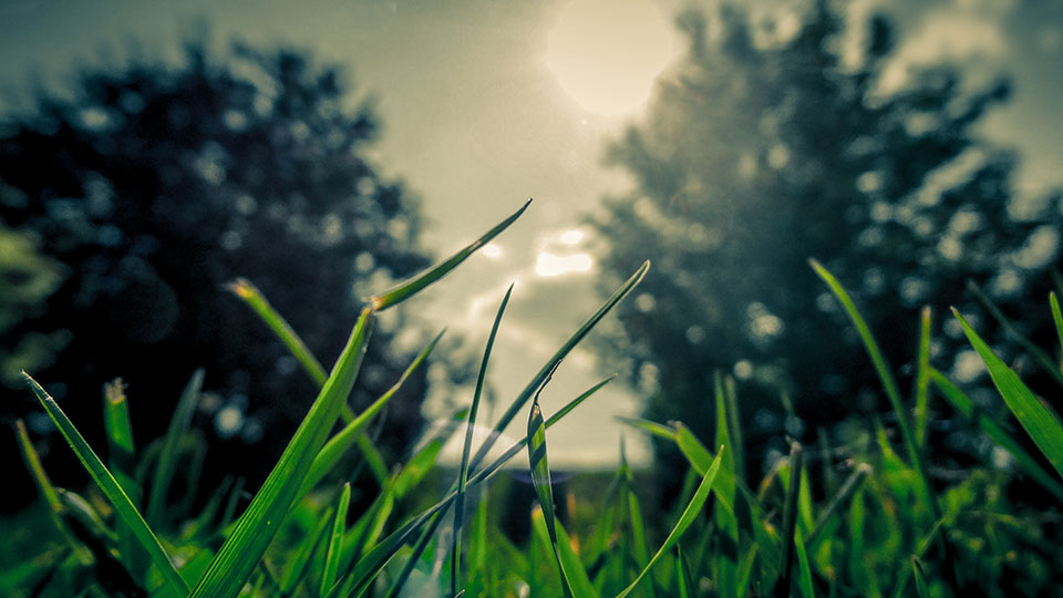 grass